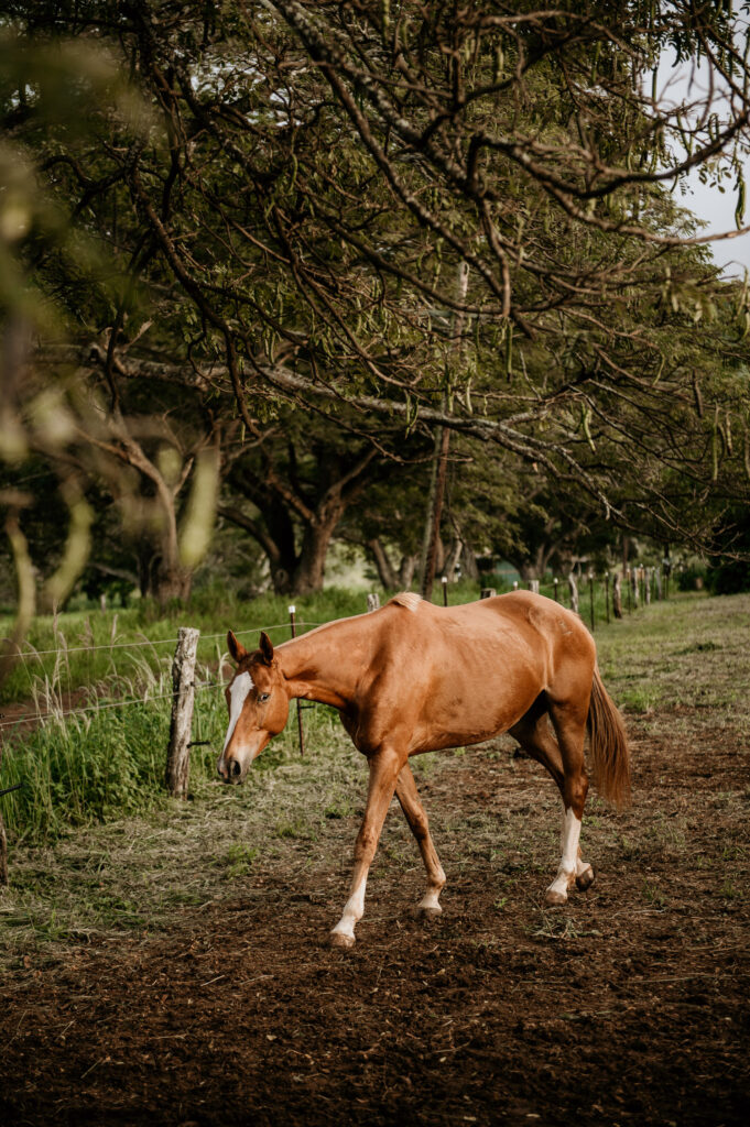 Horse Walking at Dillingham Ranch