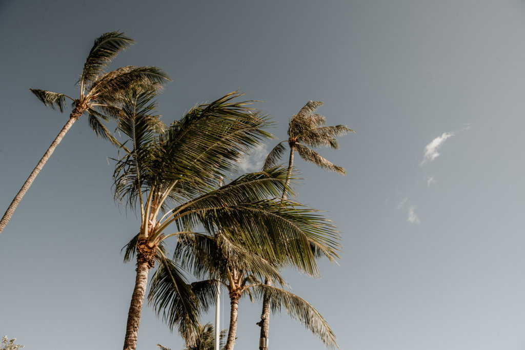 Hawaiian Palm Trees with Blue Skies